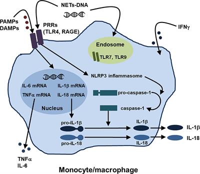 Activation mechanisms of monocytes/macrophages in adult-onset Still disease